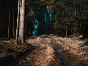 Preview wallpaper forest, grass, path, fog, trees, autumn