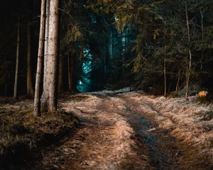 Preview wallpaper forest, grass, path, fog, trees, autumn