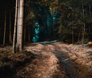 Preview wallpaper forest, grass, path, fog, trees, autumn