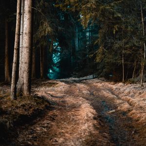 Preview wallpaper forest, grass, path, fog, trees, autumn