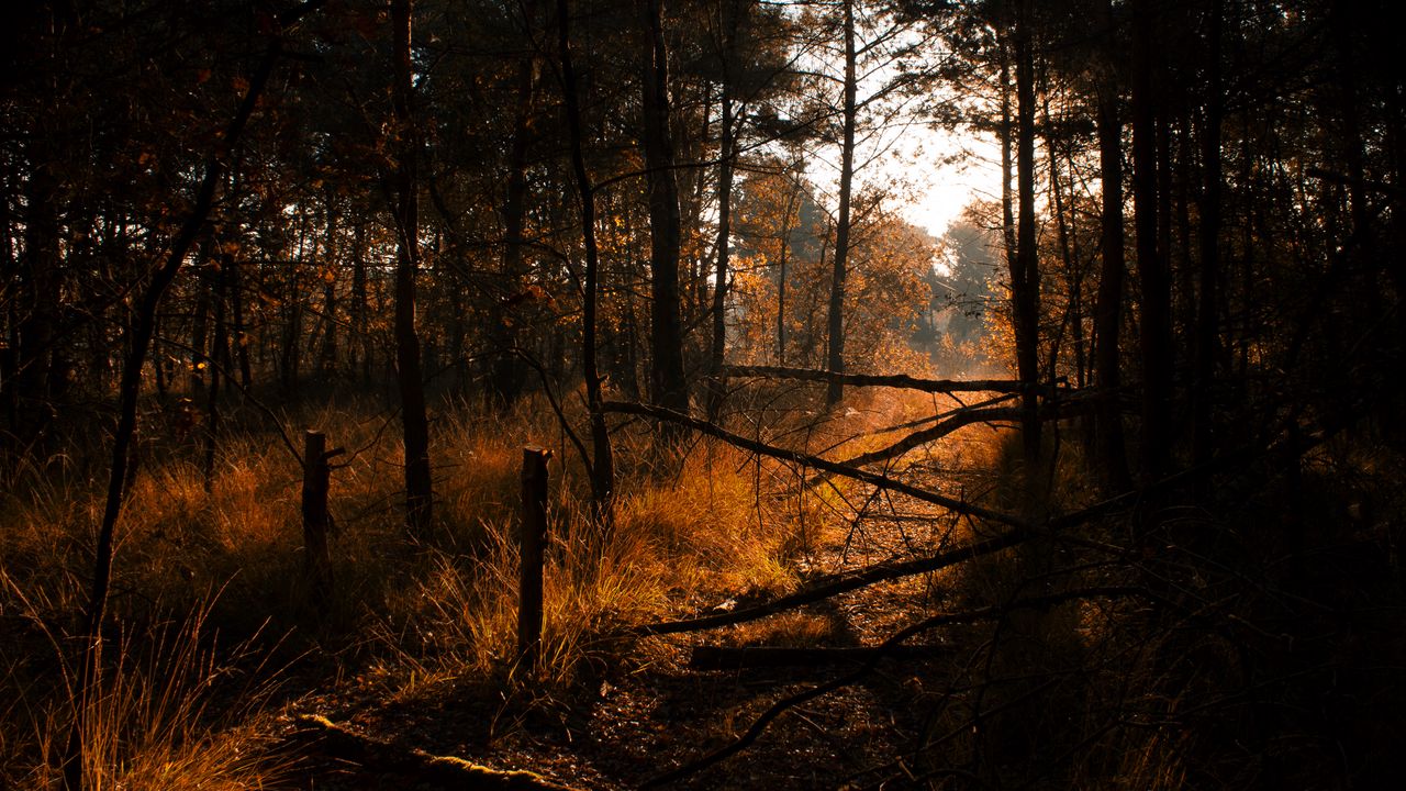 Wallpaper forest, grass, trees, driftwood