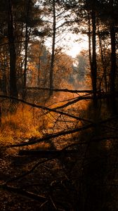 Preview wallpaper forest, grass, trees, driftwood