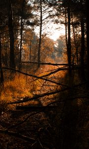 Preview wallpaper forest, grass, trees, driftwood