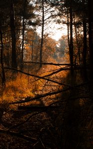Preview wallpaper forest, grass, trees, driftwood