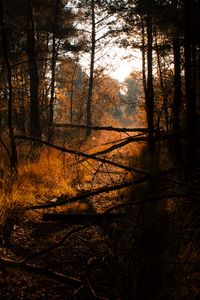 Preview wallpaper forest, grass, trees, driftwood