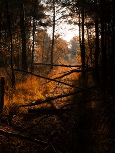 Preview wallpaper forest, grass, trees, driftwood