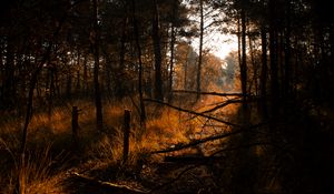 Preview wallpaper forest, grass, trees, driftwood