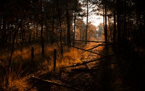 Preview wallpaper forest, grass, trees, driftwood