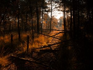 Preview wallpaper forest, grass, trees, driftwood