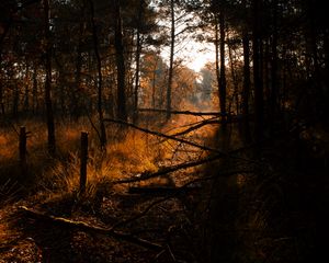 Preview wallpaper forest, grass, trees, driftwood