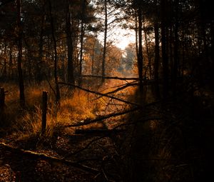 Preview wallpaper forest, grass, trees, driftwood