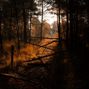 Preview wallpaper forest, grass, trees, driftwood