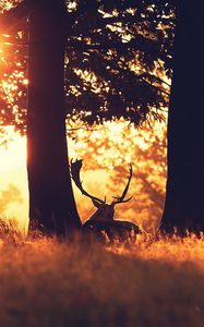 Preview wallpaper forest, grass, trees, deer, sun ray