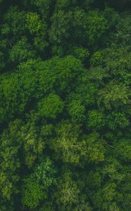 Preview wallpaper forest, green, aerial view, trees, treetops