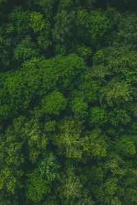 Preview wallpaper forest, green, aerial view, trees, treetops