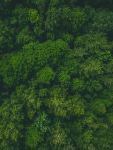 Preview wallpaper forest, green, aerial view, trees, treetops