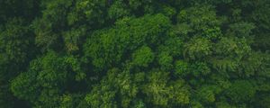 Preview wallpaper forest, green, aerial view, trees, treetops