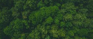 Preview wallpaper forest, green, aerial view, trees, treetops