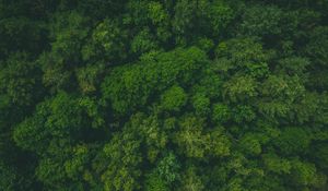 Preview wallpaper forest, green, aerial view, trees, treetops