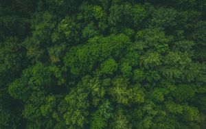 Preview wallpaper forest, green, aerial view, trees, treetops