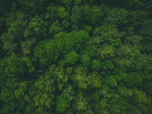 Preview wallpaper forest, green, aerial view, trees, treetops