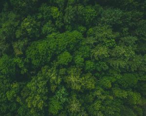 Preview wallpaper forest, green, aerial view, trees, treetops