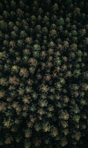 Preview wallpaper forest, green, aerial view, trees, treetops