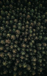 Preview wallpaper forest, green, aerial view, trees, treetops