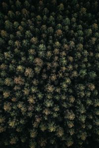 Preview wallpaper forest, green, aerial view, trees, treetops