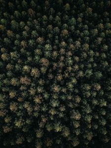 Preview wallpaper forest, green, aerial view, trees, treetops