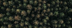 Preview wallpaper forest, green, aerial view, trees, treetops