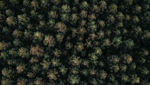 Preview wallpaper forest, green, aerial view, trees, treetops