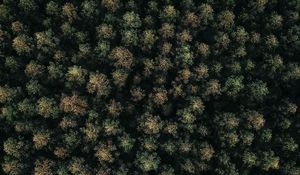 Preview wallpaper forest, green, aerial view, trees, treetops