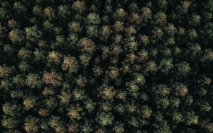 Preview wallpaper forest, green, aerial view, trees, treetops