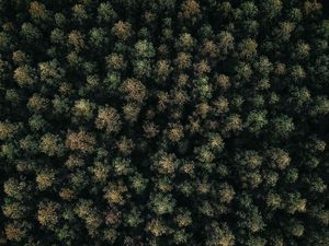 Preview wallpaper forest, green, aerial view, trees, treetops