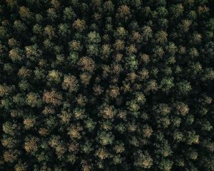 Preview wallpaper forest, green, aerial view, trees, treetops