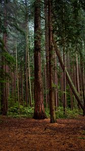 Preview wallpaper forest, green, pines, bushes