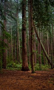 Preview wallpaper forest, green, pines, bushes