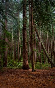 Preview wallpaper forest, green, pines, bushes