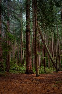 Preview wallpaper forest, green, pines, bushes