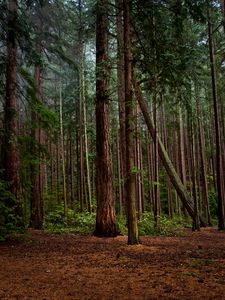 Preview wallpaper forest, green, pines, bushes