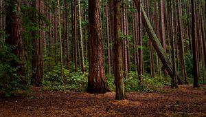 Preview wallpaper forest, green, pines, bushes