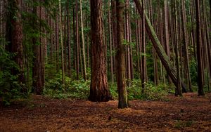 Preview wallpaper forest, green, pines, bushes