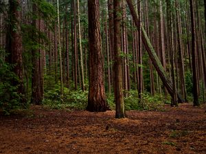 Preview wallpaper forest, green, pines, bushes