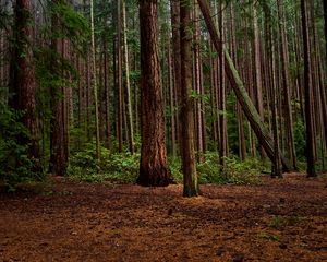 Preview wallpaper forest, green, pines, bushes
