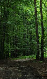 Preview wallpaper forest, green, trees, leaves