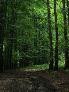 Preview wallpaper forest, green, trees, leaves