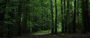 Preview wallpaper forest, green, trees, leaves