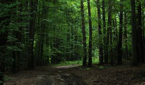 Preview wallpaper forest, green, trees, leaves