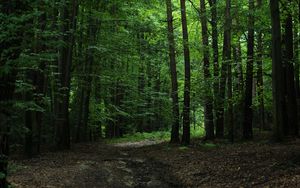 Preview wallpaper forest, green, trees, leaves